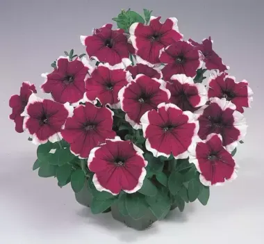 S6056 Петуния кустовая Grandiflora DREAMS BURGUNDY PICOTEE 100 шт.