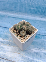 Frailea Pygmaea gloriosa (Фрайлея)