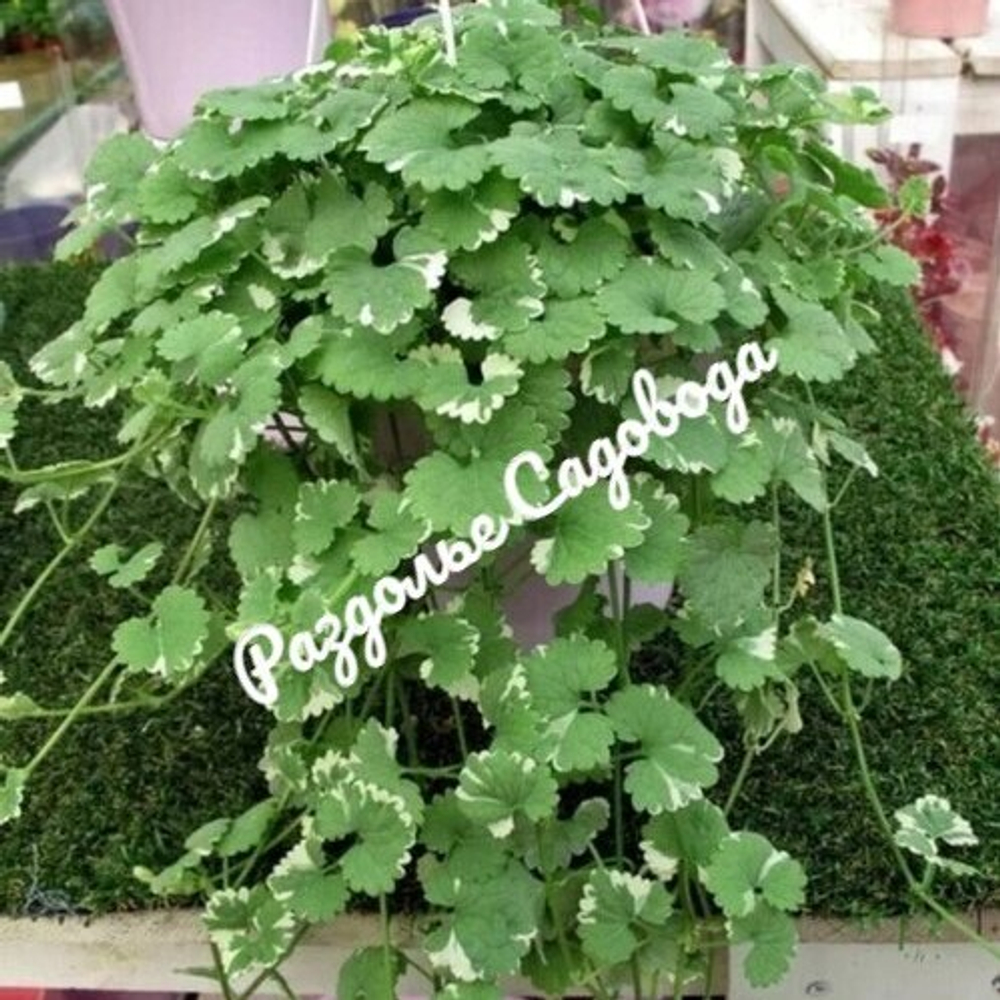 Глехома (Будра) плющевидная Вариегата