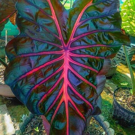 Колоказия JUBILEE