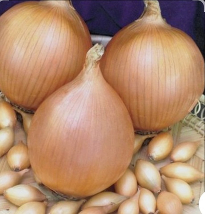 Утреро F1 100 000 семян