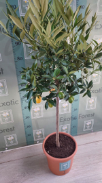 Lemonquat