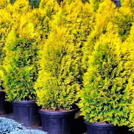 Туя Голден Брабант (Thuja occidentalis Golden Brabant) р9 август 2026 г