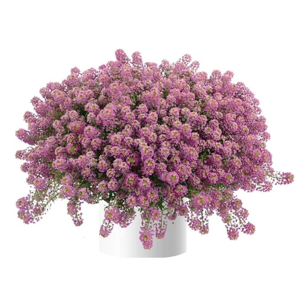 Ал2 Алиссум Easy breezy pink
