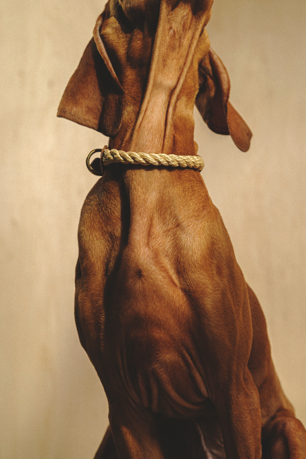 Ошейник "Кантри-Пони" Рыжий