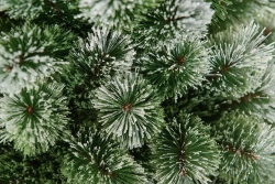 Искусственная сосна Скарлетт с инеем 180 см., Леска, ЕлкиТорг (96180)