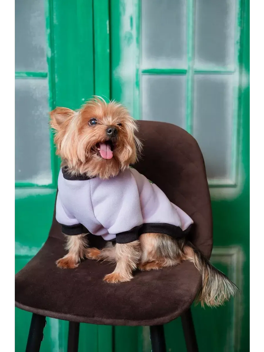 Толстовка для собак и кошек