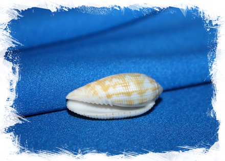 Птеригия кренулята (Pterygia crenulata)