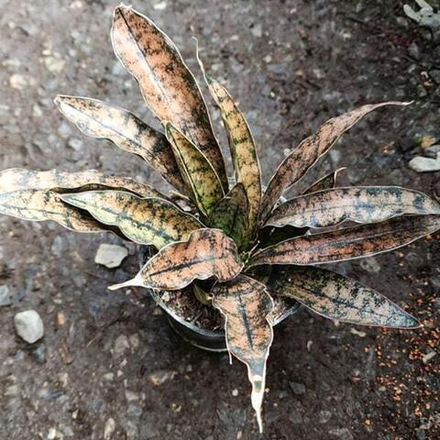 Сансевиерия COPPERTONE