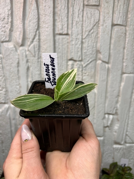 Белый бриллиант