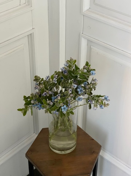 Незабудки голубые