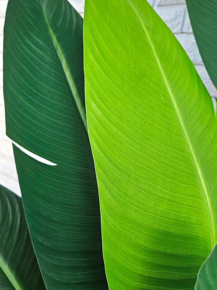 Светлые листья искусственного растения крупным планом — декоративное растение для дома и офиса