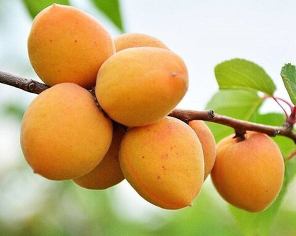 Абрикос Царский