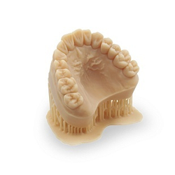 Dental Model Beige