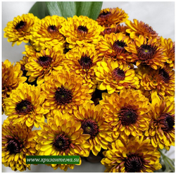Хризантема кустовая Lexy 🌼 к.34 (временно нет в наличии)