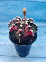 Gymnocalycium Variegata (Гимнокалициум Вариегатный)