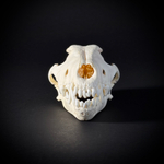 Череп собаки