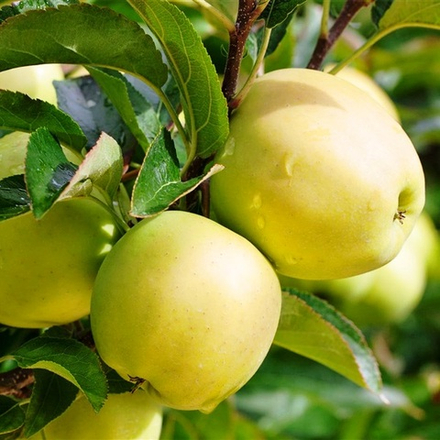 Яблоня Подарок осени