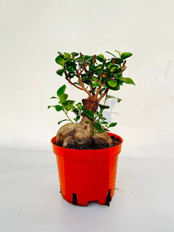 Фикус Гинсенг д.13 СП