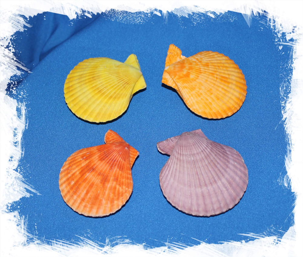 Пектен цветной двустворчатый