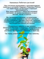 Жасмин Ауреа садовый чубушник Золото
