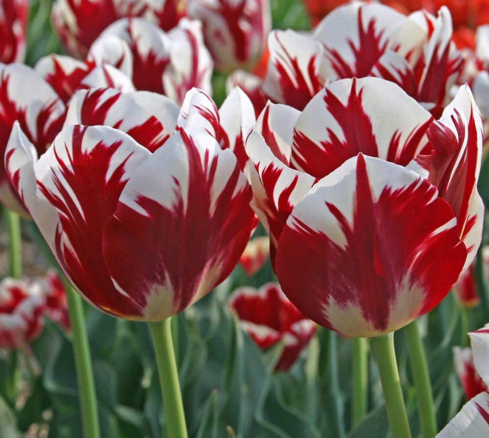 ЛУКОВИЦЫ ТЮЛЬПАН ТРИУМФ GRAND PERFECTION 11/12, DARIT 5 ШТ/УП