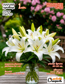 Лилия Луковица, Систо, разбор 18/20, 1шт