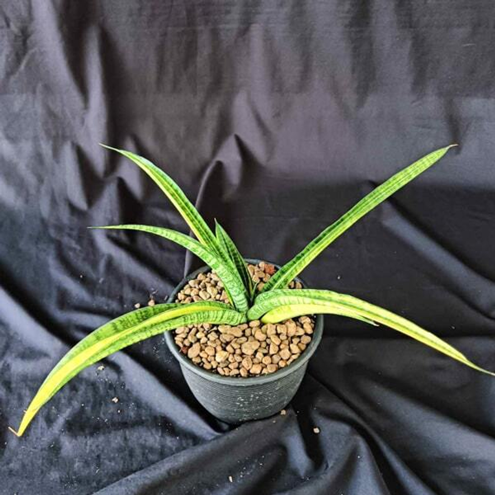 Сансевиерия GOLDEN SILK VAR