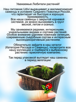 Седум Петушиный гребень Кристатум очиток