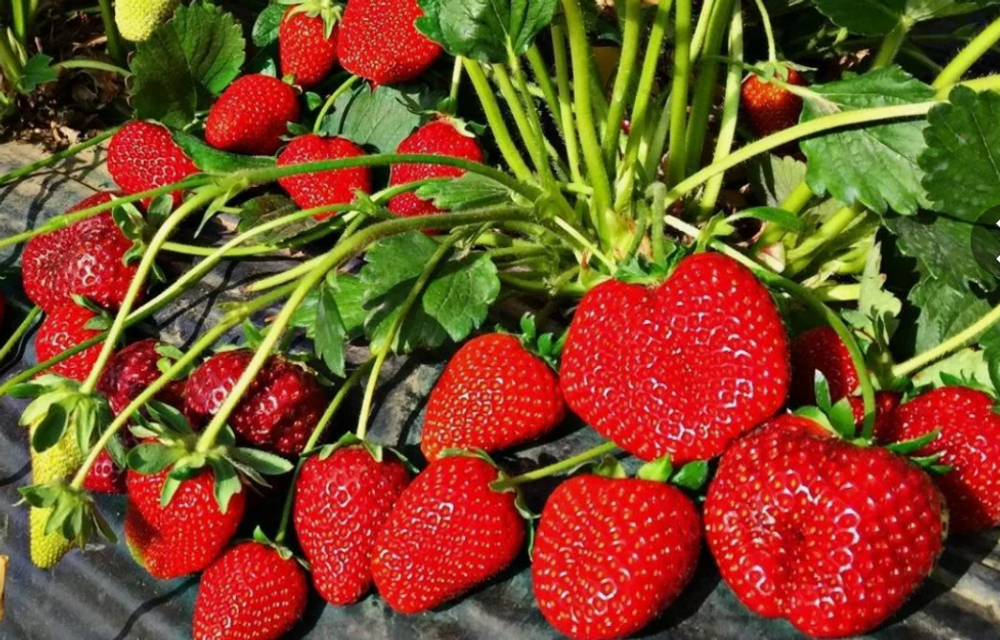 Клубника ремонтантная Кабрилло рассада, меристема.