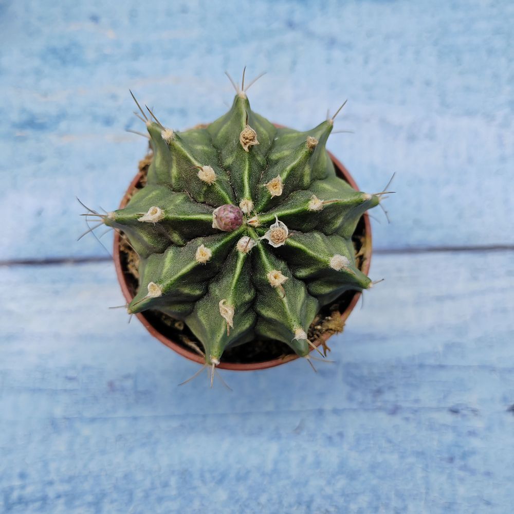 Gymnocalycium Friedrichii (Гимнокалициум)