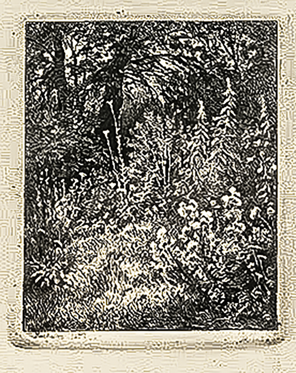 Шишкин И. И. Лесные цветы. Бумага, офорт. 1873.