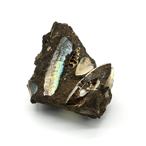 Минерал аммонит 49*35*29 мм., 48 гр. (T)