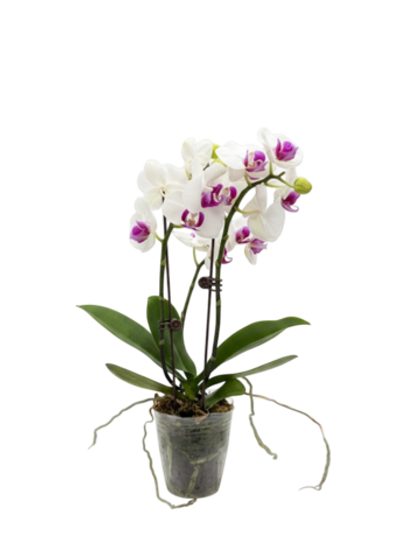 Фаленопсис белый д.9