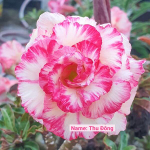 Адениум обесум 267 Thu Đông