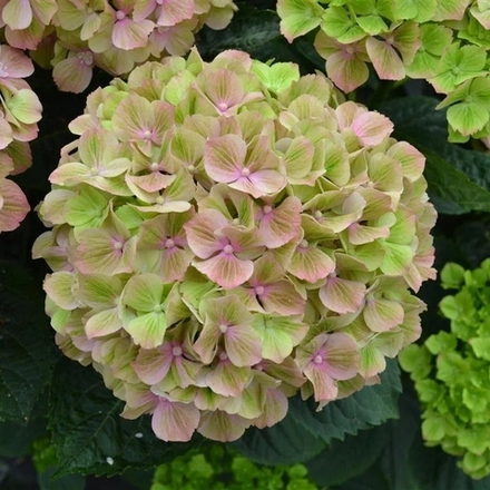 REMBRANDT Bella Pesche (Рембрандт Белла Пич) (розовый)