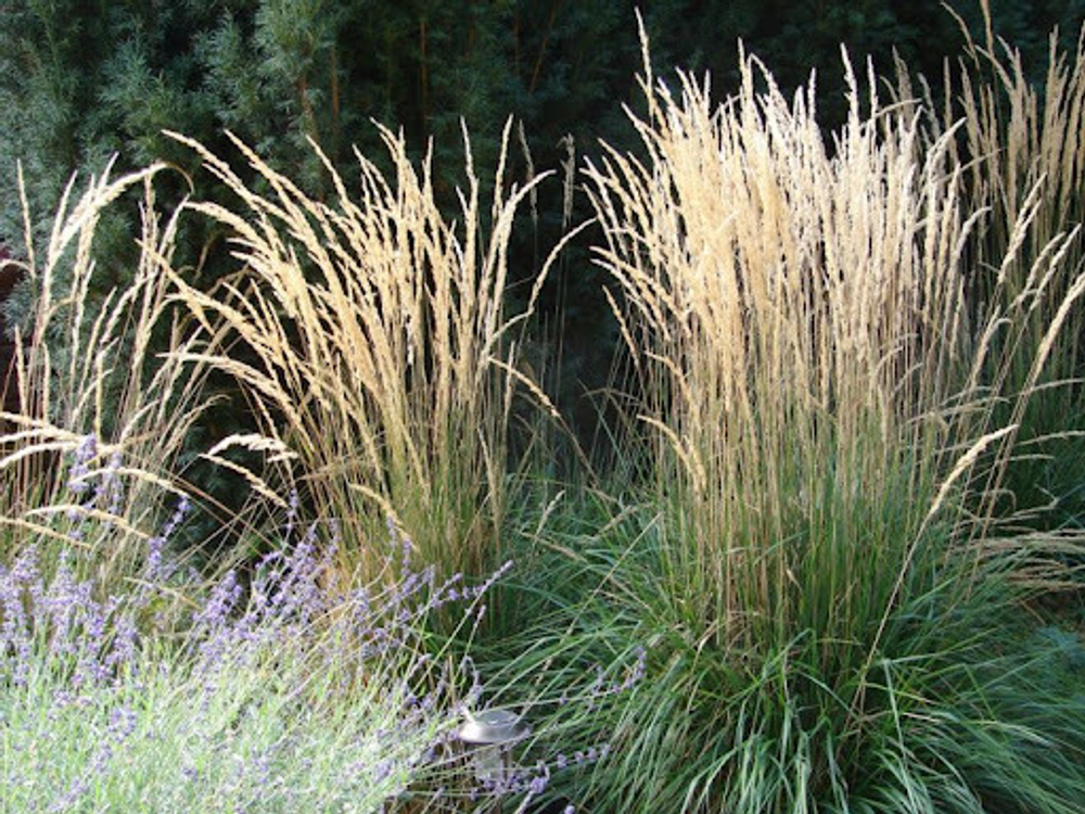 Вейник остроцветковый "Avalanche". Calamagrostis acutiflora "Avalanche".