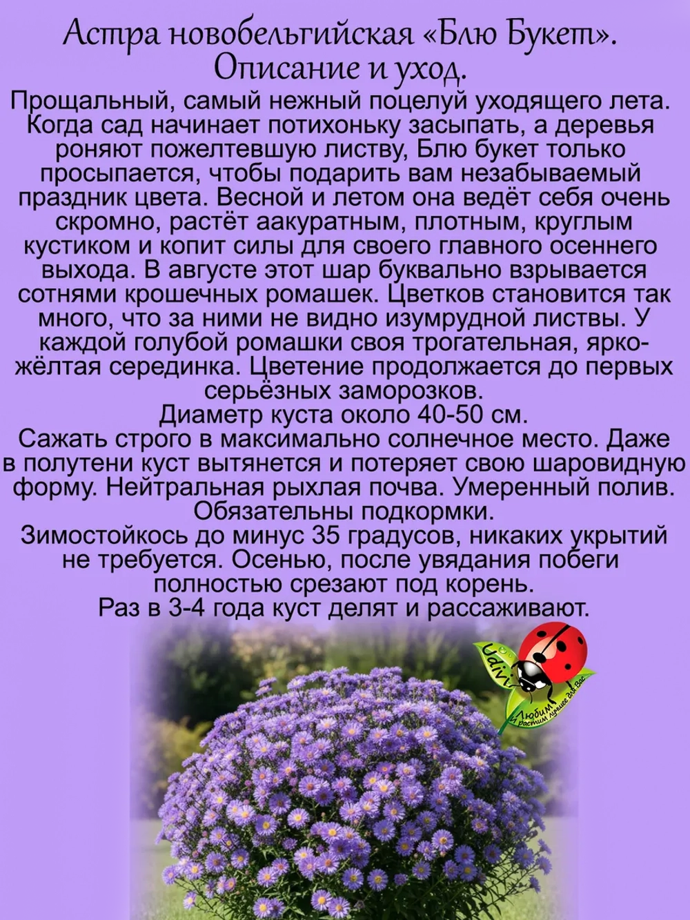 Астра Блю букет новобельгийская многолетняя