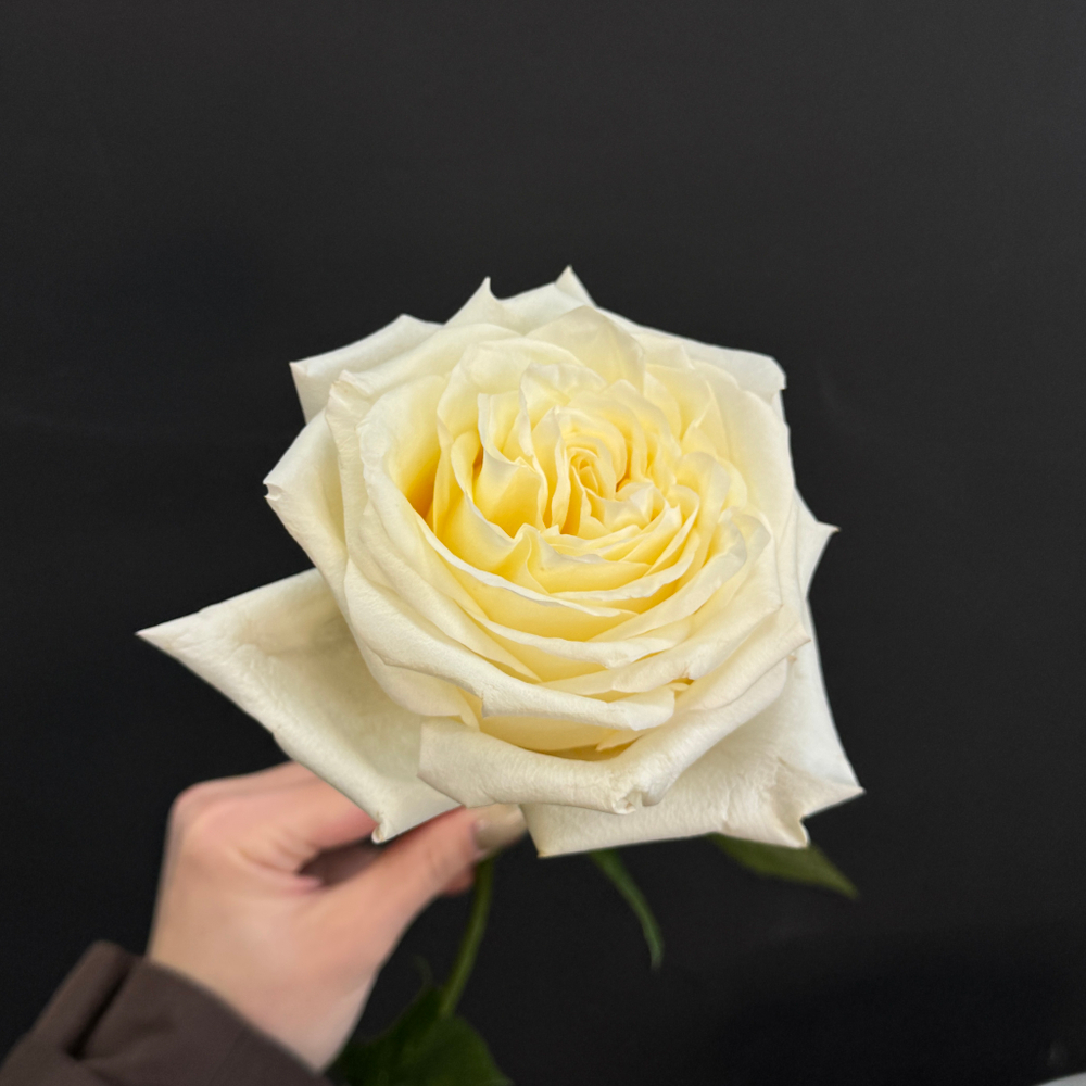 Роза белая Candlelight 60 см