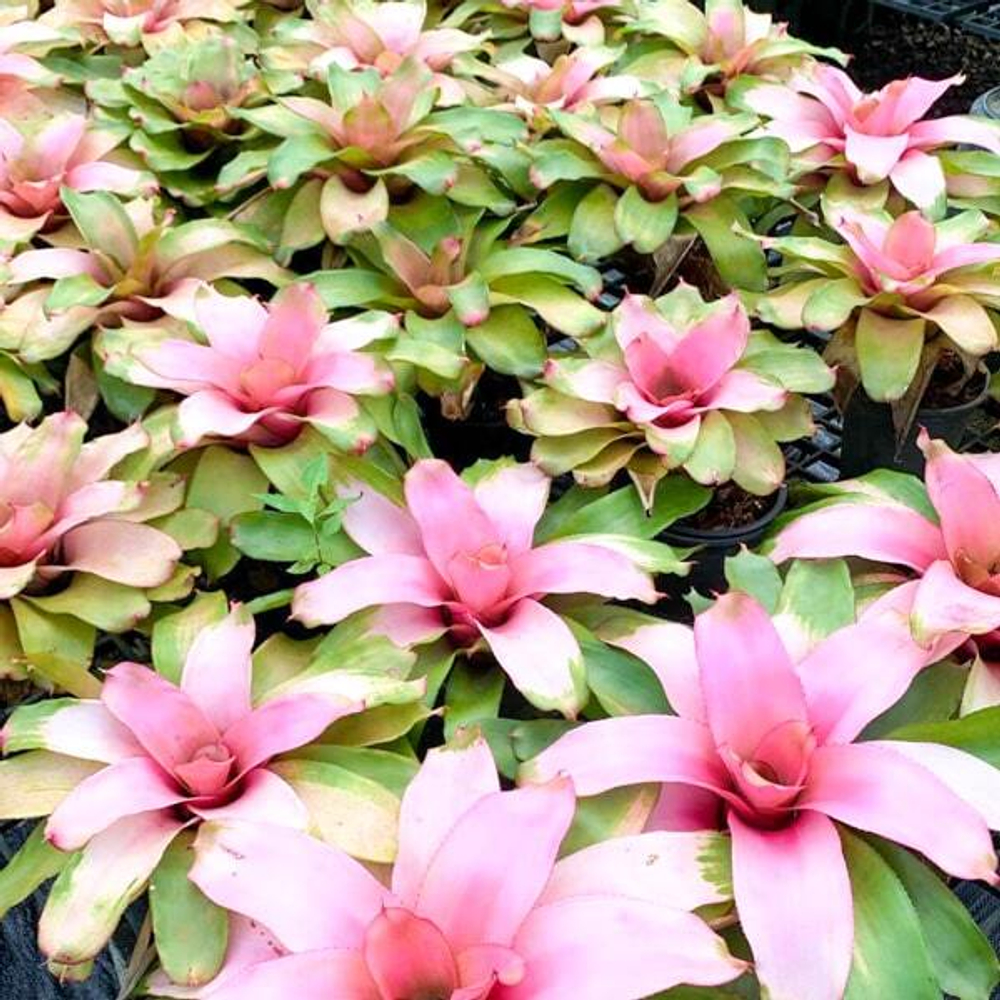 Неорегелия MICHI