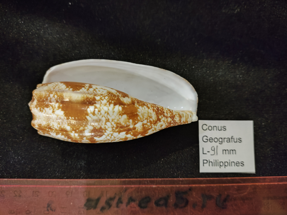 Конус Географус