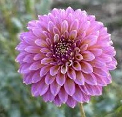 Георгин Skipley spot of gold