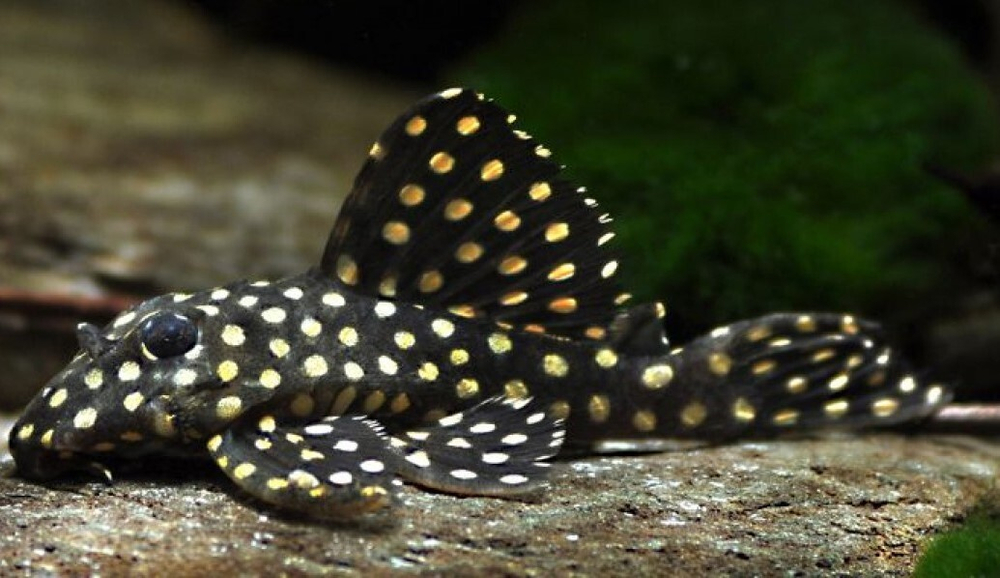 Гипанциструс  L201