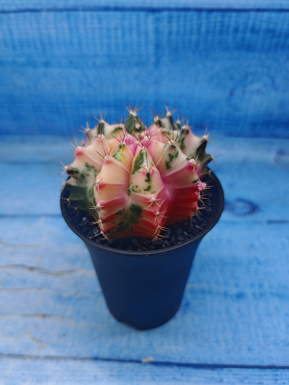 Gymnocalycium Variegata (Гимнокалициум Вариегатный)