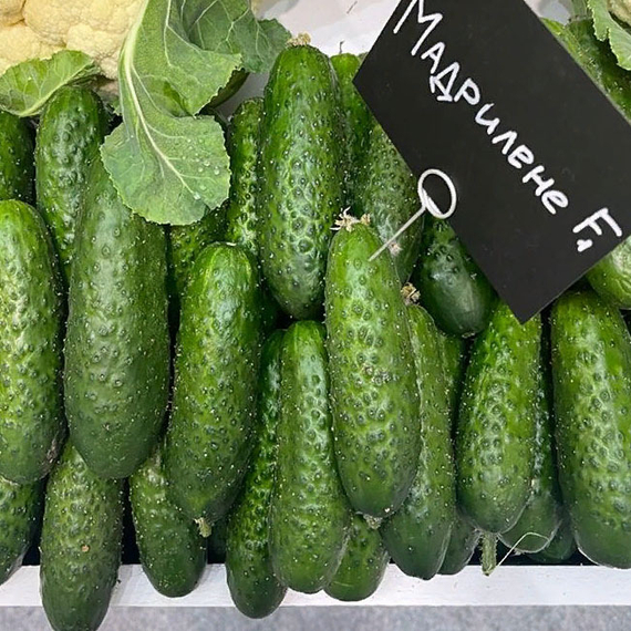 Мадрилене F1 семена огурца партенокарпического (Seminis / Семинис) продукт – фото 3