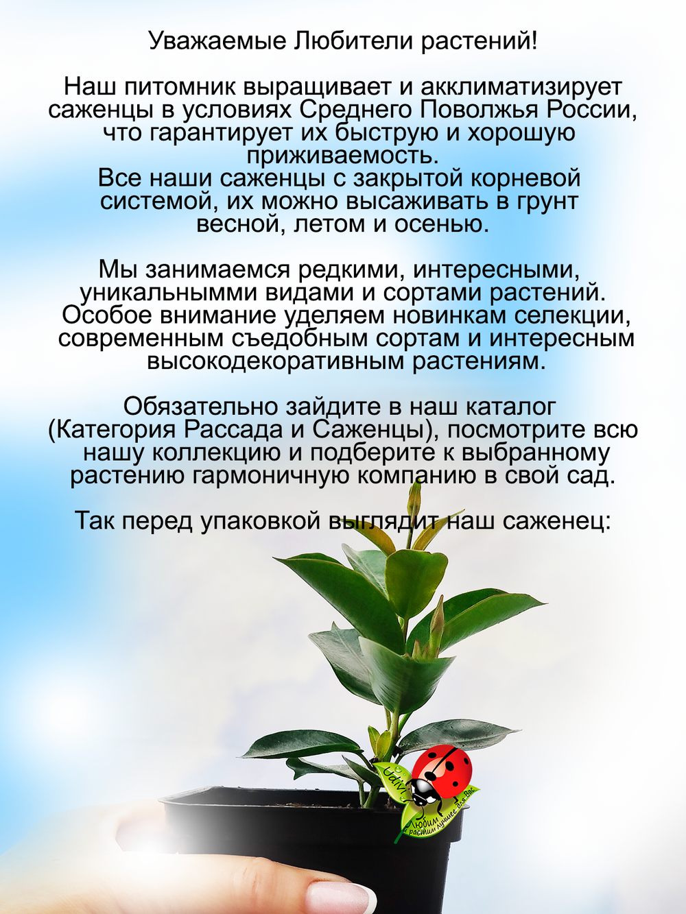Дипладения Белоснежная с золотым горлышком мандавилла