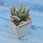 Crassula Tecta (Крассула)