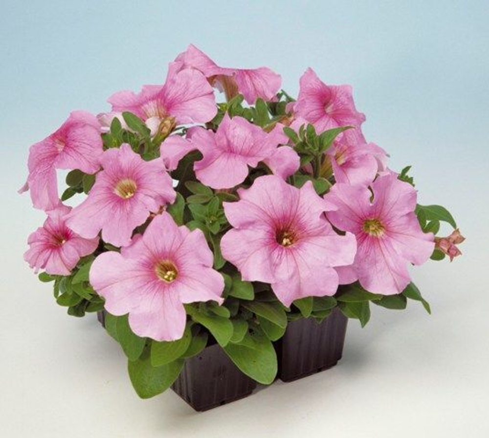 Петуния грандифлора Игл Пастел Пинк (1000др) Витагрин Профи