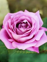 Роза чайно-гибридная Клод Брассер