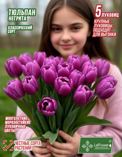 Тюльпан Луковица цветов, Негрита, 5шт, разбор 12+